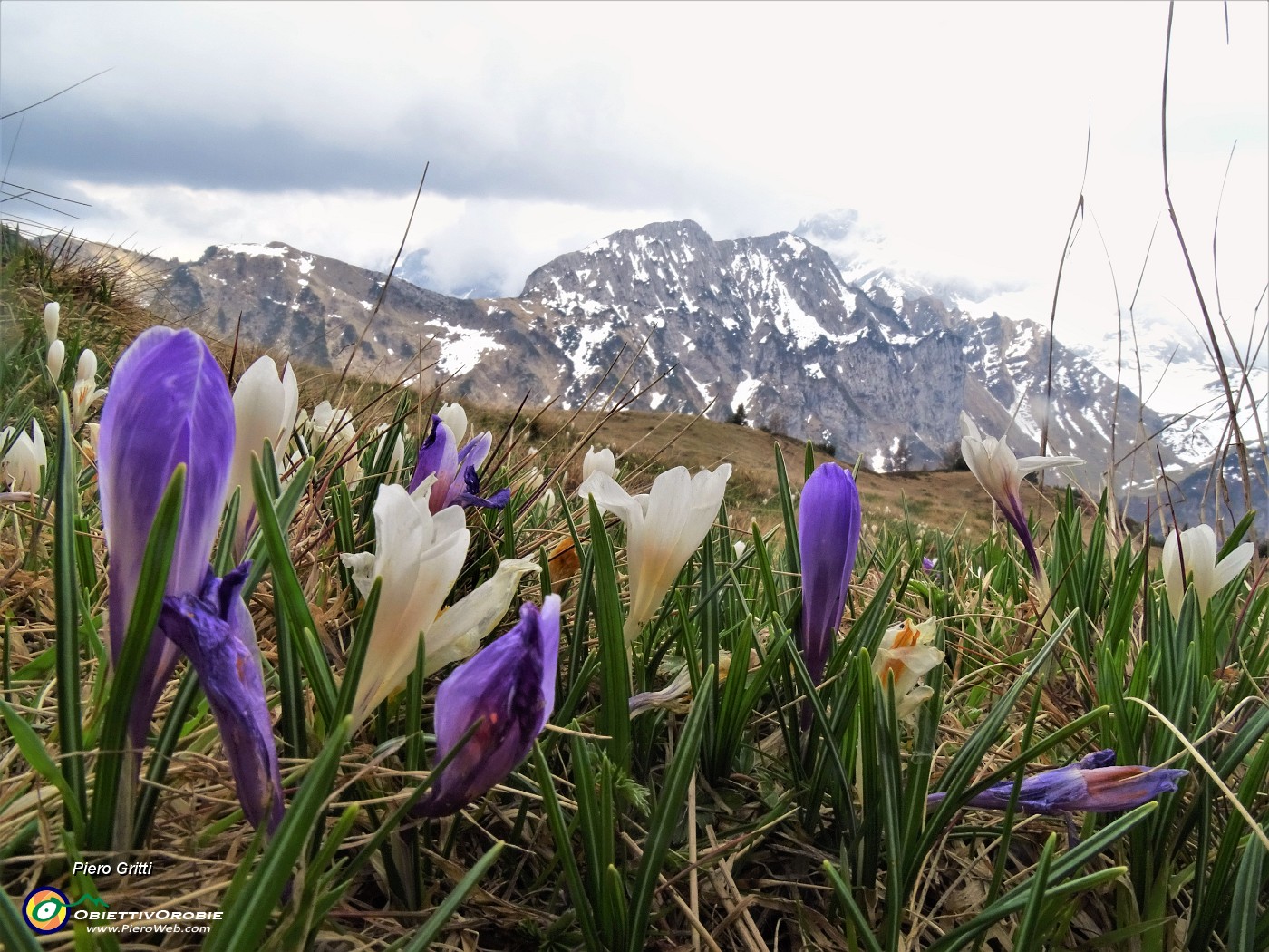 65 I Crocus si sono chiusi mancando il sole.JPG